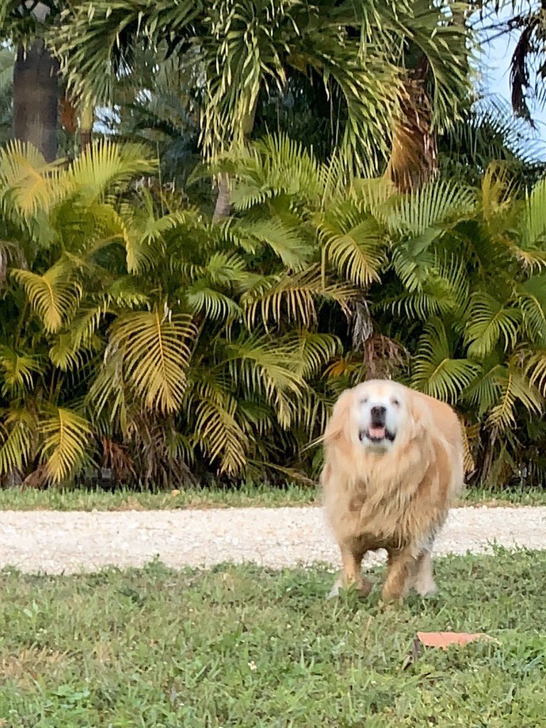 Hopper Dog tweet media