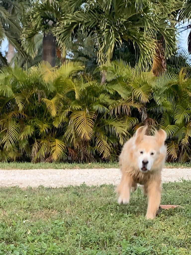 Hopper Dog tweet media