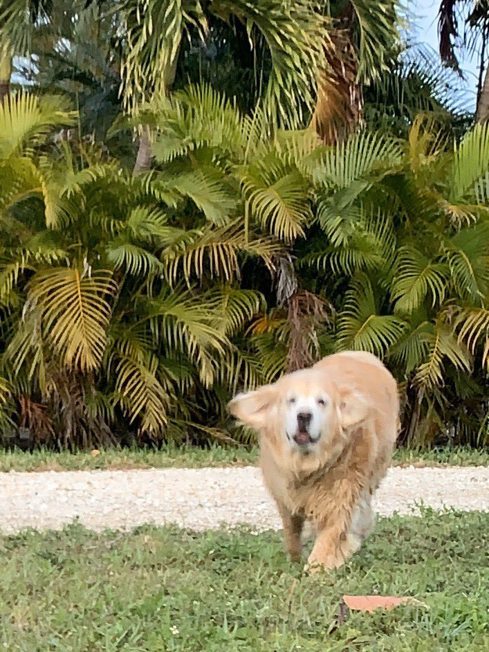 Hopper Dog tweet media