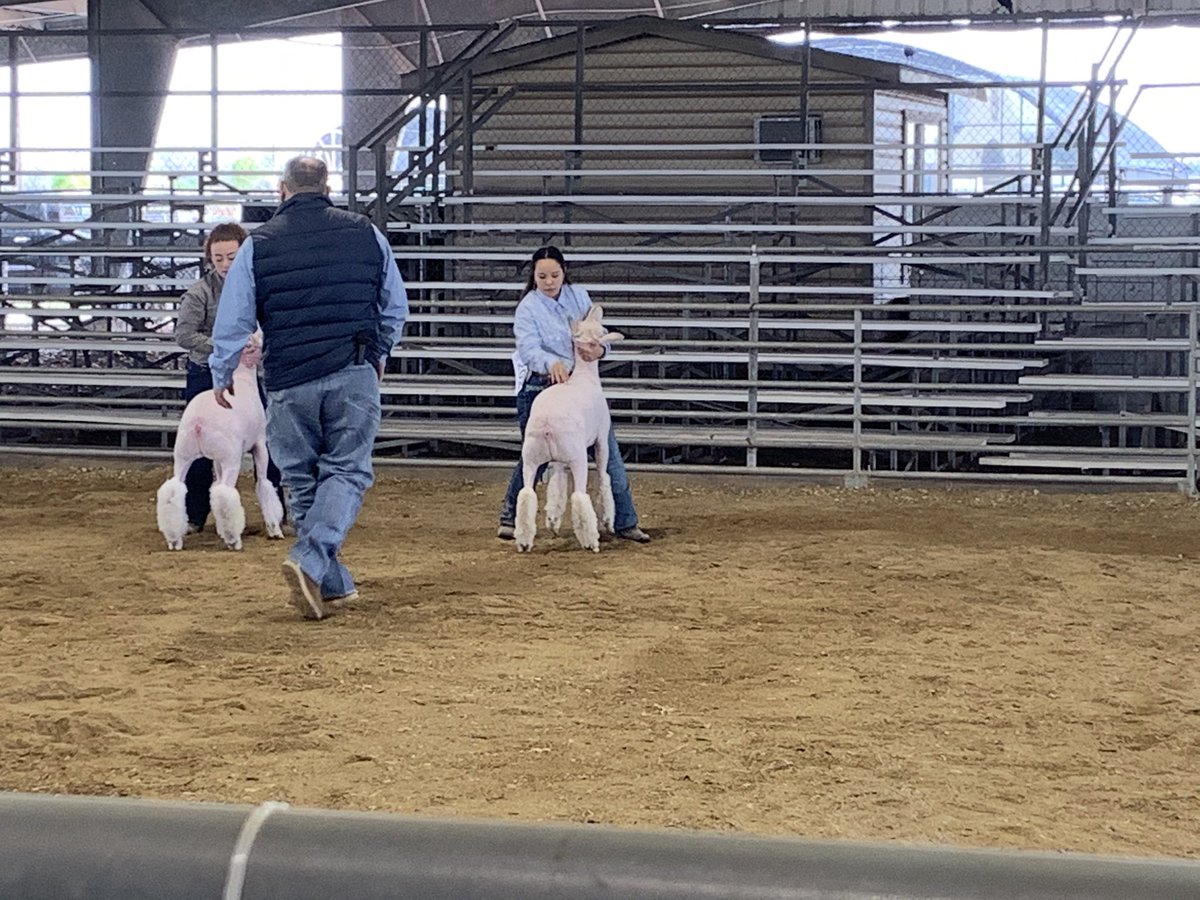 ag_rowe's tweet photo. Wonderful day showing!! 3rd place finewool lightweight. Congratulations so proud of you!! #lambshow @RoweCTE @McAllenISDCTE https://t.co/q8Vv3YumiG
