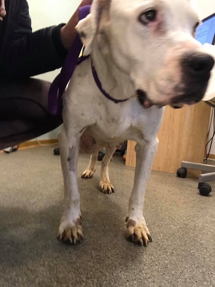 Adopt Don’t Shop tweet media