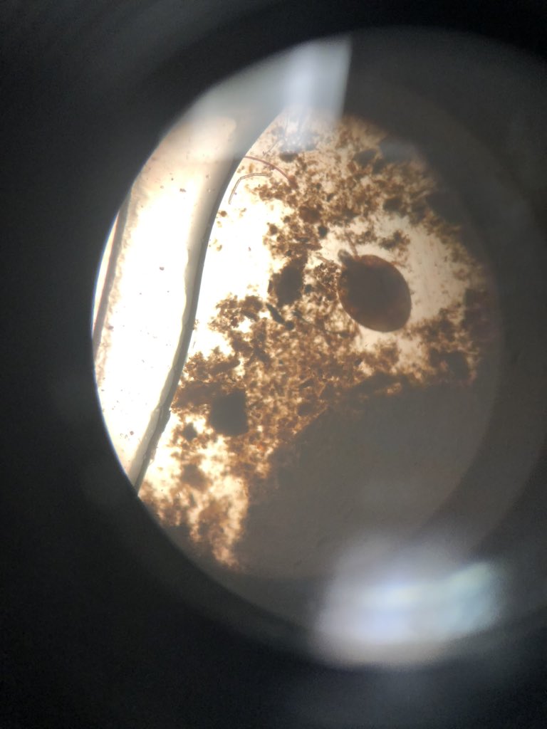 cheer4science's tweet photo. Microscope 🔬 lab day is always fun. I love hearing all the comments. “Whoa! That’s cool!” 🥰 “Science is weird! But kinda cool too!” 😁 “Hey, *friend* you should look at this one!” 🦠 
@WBMS5 https://t.co/rDPp79nBdh