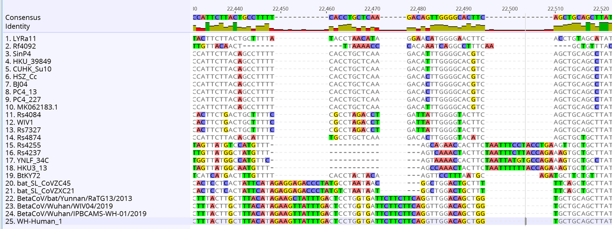 This alignment shows SARS at top, related SARS-like viruses from bats in the middle and nCoV at the bottom. Note the repeated gain and loss of RNA during natural evolution. 2/2