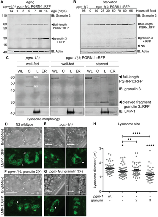 Granulins are produced in an age- and stress-dependent manner and disrupt lysosomal morphology.