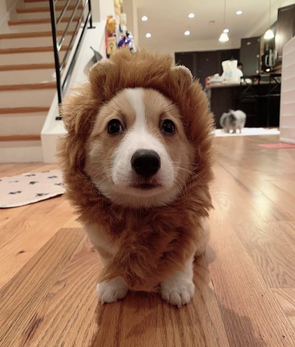 corgioutofc's tweet image. ready or not, here i roar