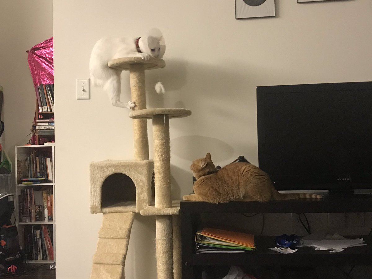 Kenny, sitting on the TV console, looks up at his brother Finn as he climbs awkwardly onto the top of their cat tree. Finn looks very silly.