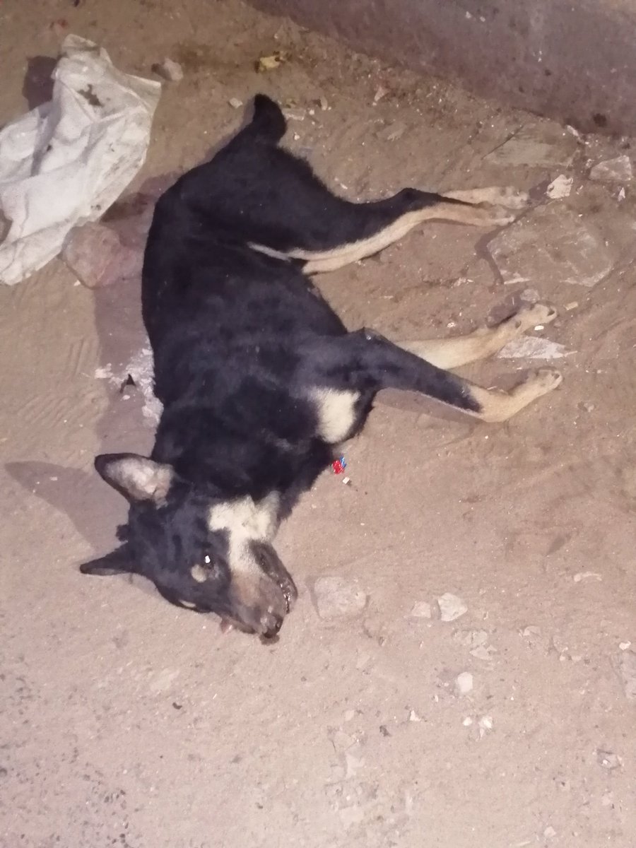 Tag_667's tweet photo. Bloody hell with the government and all the private NGO's. A dog just had an accident and died in front of me and the time is 5:04am no one is answering the phone calls. I called a couple of them and reply comes if he is dead we cannot pick him up shitty disgusting heartless ppl. https://t.co/5oGHAeq3P7