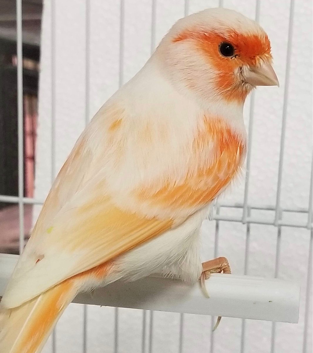 Owlfinch Hashtag On Twitter