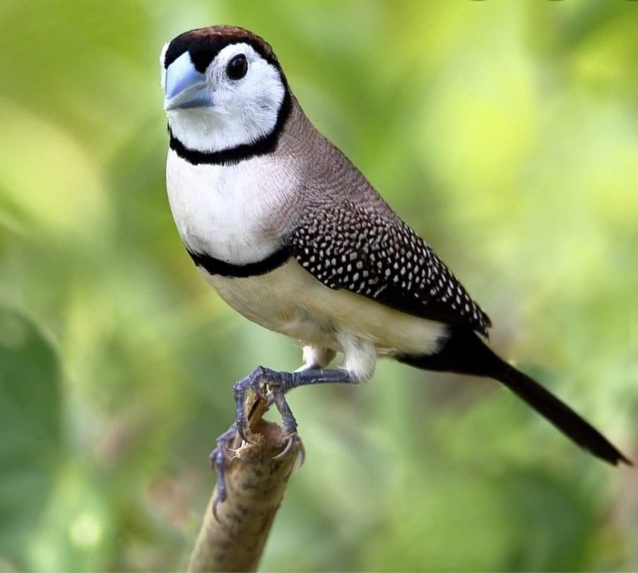 Owlfinch Hashtag On Twitter