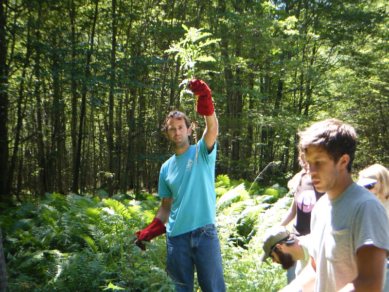 Central Upper Peninsula Cooperative Weed Management Area crew doing manual invasive thistle removal along Grand Island National Recreation Area bus route.