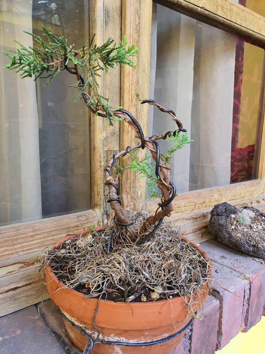 Junk01801339's tweet photo. Bonsai #盆栽 #บอนไซ #분재 #бонсай #盆景 #Bonsaï  alguien me ayuda con consejos para estos 2 intentos de bonsai? https://t.co/mqeorMsYQl