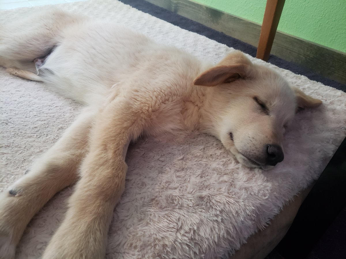 TCRAS's tweet photo. Enjoy this HAPPY TAIL! "Hello Wonderful TCRAS staff!! Here are some photos of Nigel, we just adopted him from your shelter &amp; he's doing wonderful. His sister (also adopted from you) loves him. He's adapting well &amp; immediately fit right into the family. Thank you for all you do." https://t.co/z6FpjSuIer