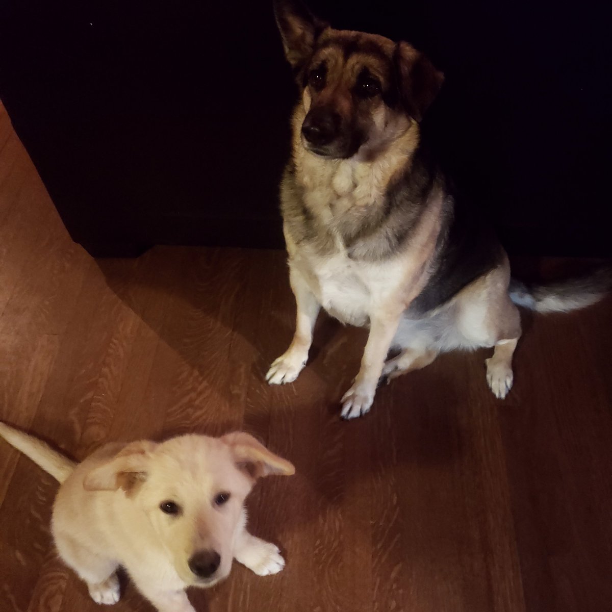 TCRAS's tweet photo. Enjoy this HAPPY TAIL! "Hello Wonderful TCRAS staff!! Here are some photos of Nigel, we just adopted him from your shelter &amp; he's doing wonderful. His sister (also adopted from you) loves him. He's adapting well &amp; immediately fit right into the family. Thank you for all you do." https://t.co/z6FpjSuIer
