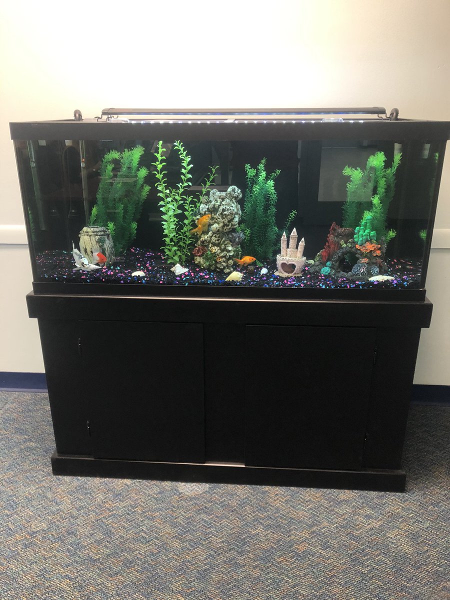 MadesJCenter's tweet photo. Mades Johnstone has a new fish tank.  @MidValleyCoop @LisaPalese https://t.co/CVTF989DGb