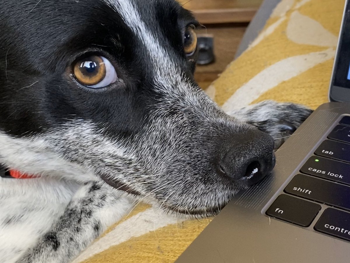Pleading look from dog, nosing laptop