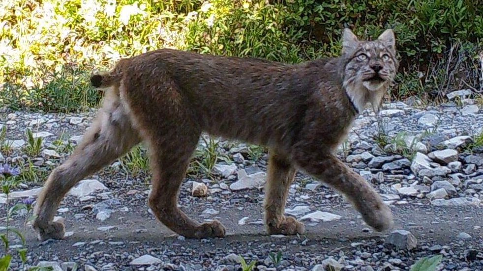 MSEC_WSU's tweet photo. Hola, I’m Travis King a PhD and @Fulbright student in the @MSEC_WSU. I use #cameratrapping to study #Lynx in #WA and #Jaguars across all of #Honduras. I work with a wide range of federal, state, NGO, and private partners. https://t.co/1Xjo1zR1ck