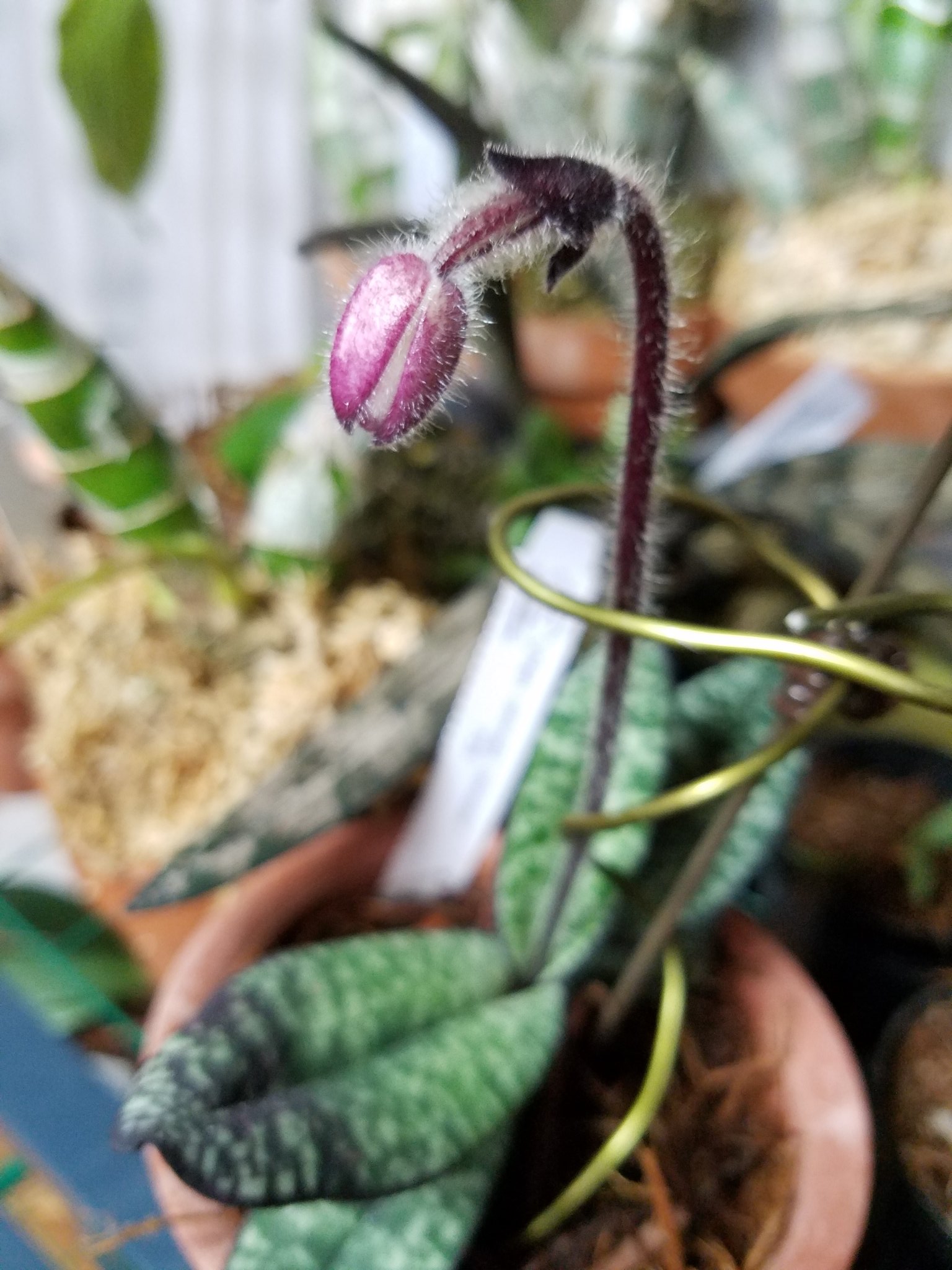 闇茶 本日のじゃぶマイにてそりむら先生 Sorimura のところに うちのパフィオペディルム デレナティ ビニカラー を置かせてもらうことになりました 花騎士のデザインのモデルと言われています お越しの際にはぜひ見てやってください T