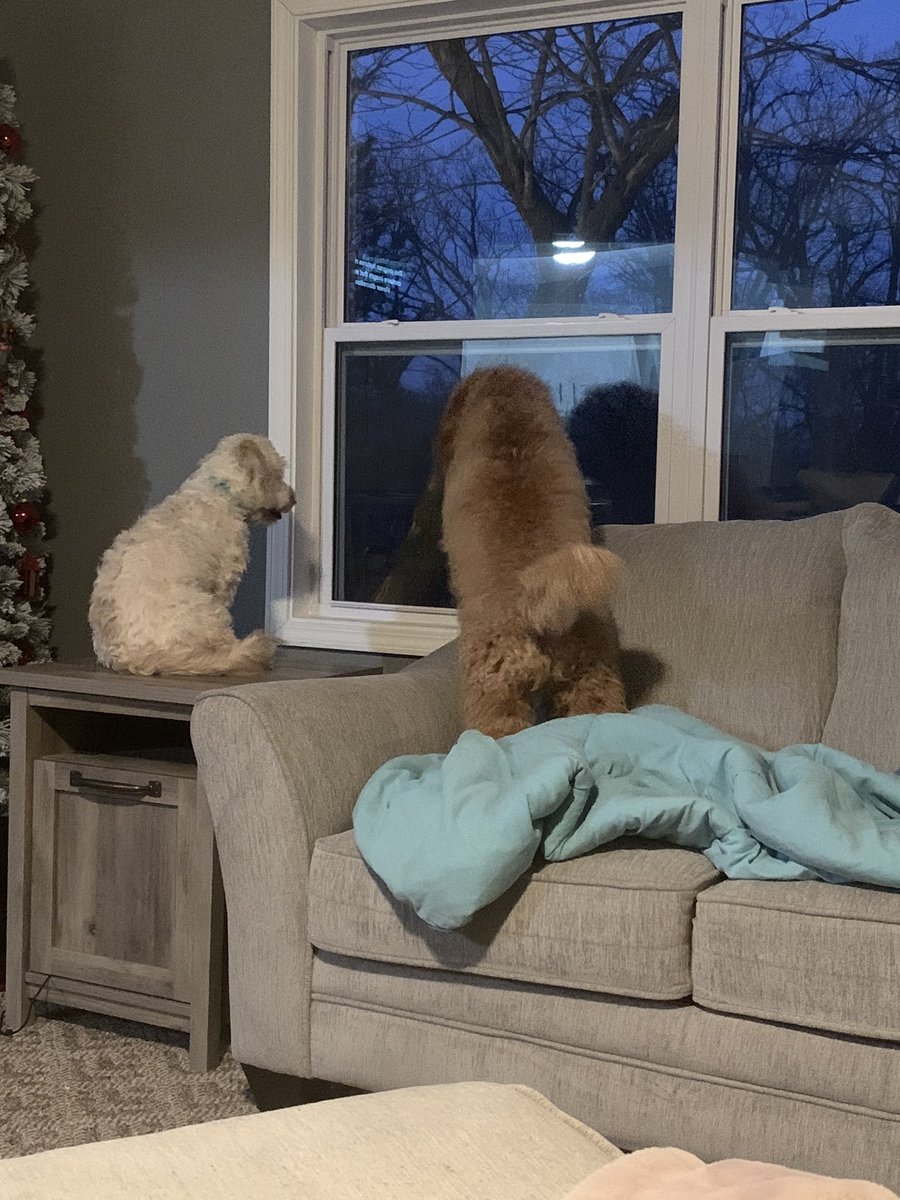 MiniGoldendood1's tweet photo. Does your dog do this? Click to watch. Puppies Reaction To Outside Noise https://t.co/nn4iO9ckqE via @YouTube https://t.co/rr6QMSmP6W