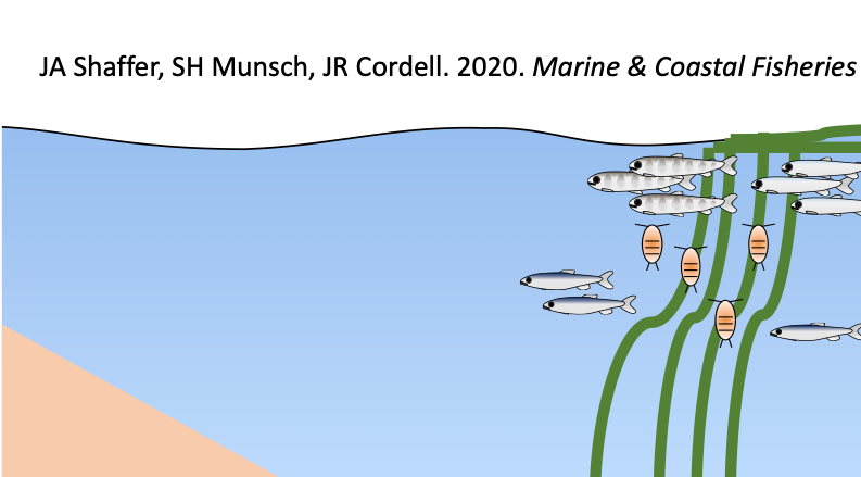 New paper: salmon, forage fish, &amp; their prey aggregate in kelp along shore doi.org/10.1002/mcf2.1…