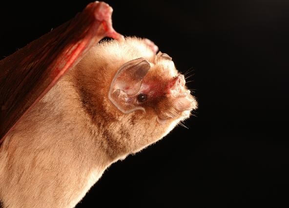 Close-up profile of the side of a ghost-faced bat looking toward the right of the frame. It has light brown fur and a round head with flaps of skin on its chin and its rounded ears connecting in the center of its face.