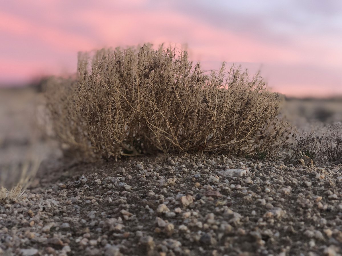 MicheleGuieu's tweet photo. The #artresidency was a unique occasion to connect with nature, and to focus on what I am passionate about: the certitude that there is #noinfinitegrowth in a #finiteworld, that the solution is not to find green solutions to continue to live the same way we are living. https://t.co/sHYPHVOhdh
