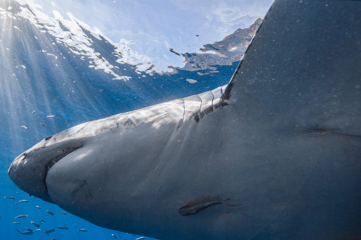 Luca Arnone, a male great white shark getting up close and personal.