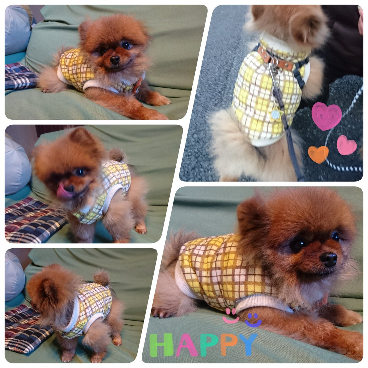 haruemily's tweet photo. ツイッター久し振りになっちゃいました😅
2020年初の #犬服教室 で、#キルティングジャケット を作ったよー😆
とってもかわいくできて今月も #大満足 👍 
先生に #cando で売ってるというニット帽をいただきました。ますます #かわいい (≧∇≦)
#ポメラニアン #ポメラニアン大好き #犬服ハンドメイド https://t.co/qZ527djXGH