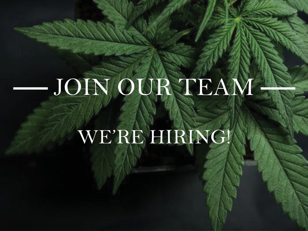 CAcannabisdept's tweet photo. Ready to start a career in #cannabis regulation? If so, these #job opportunities will be a great way to help get the ball rolling! We’re currently #hiring for multiple positions in our Enforcement, Legal, and Human Resources Units! 🌿💼

Apply today: https://t.co/vebQSv7ATC https://t.co/0cS8aSuOMS