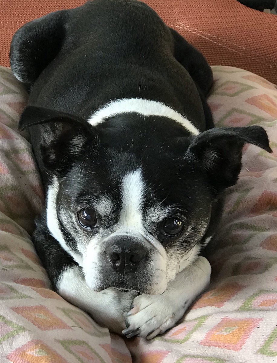 NJCAT77's tweet photo. @bterrierdogs Baxter 14😊 https://t.co/d2fNhJR39C