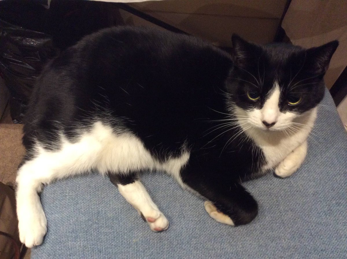 Black and white cat curled up on a chair, one paw tucked under.