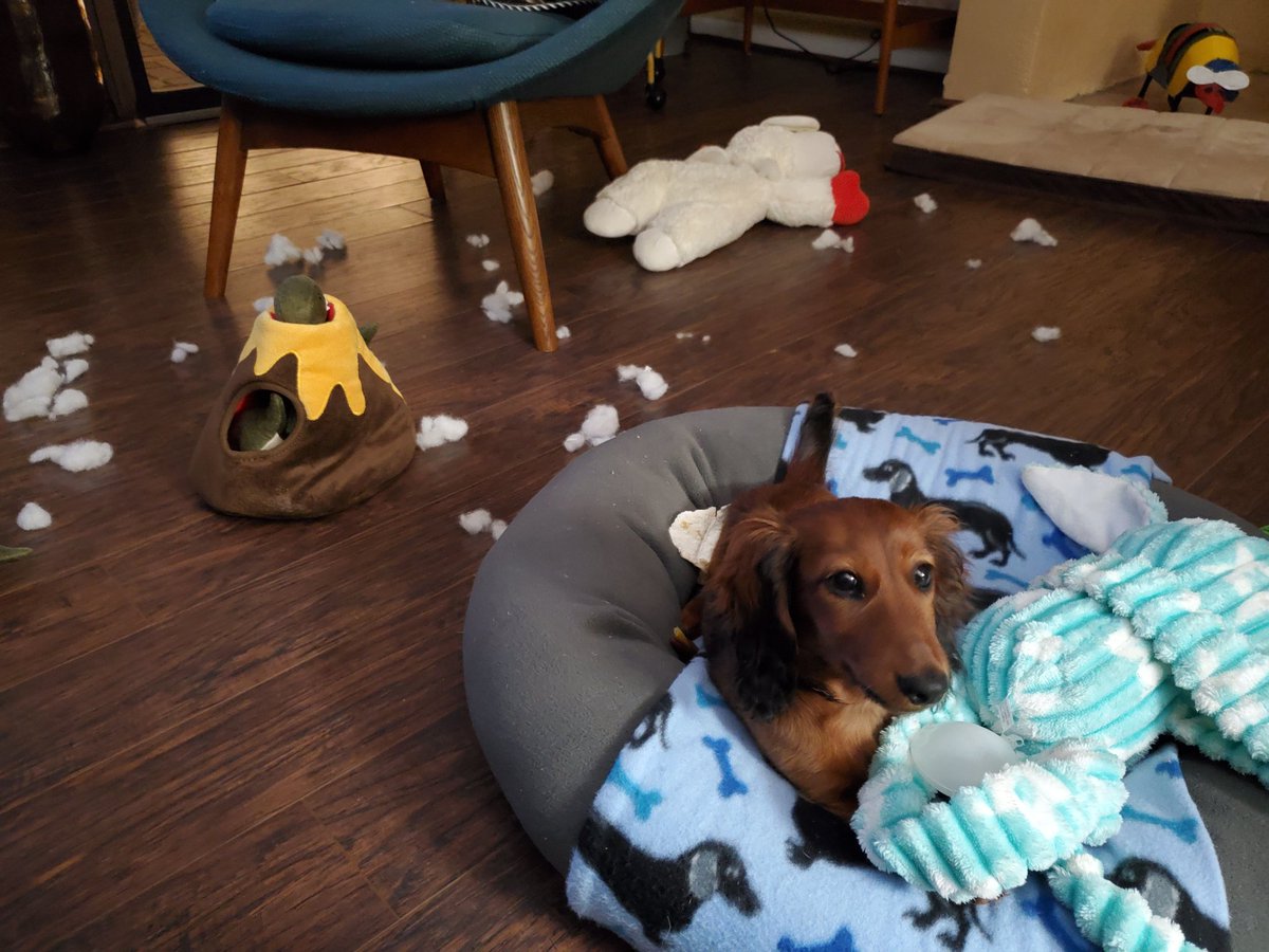 Miniature long-haired dachshund puppy on a dog bed with a toy squeaker he removed from something, in the background are toys and a lot of loose stuffing, as well as a large Lambchops toy that looks worse for wear