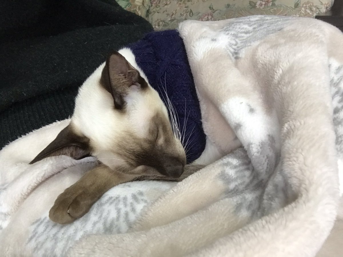 Noah180506's tweet image. みぃーやん
みぃ〜やん
とただ泣いて 
そしてただただ 寝おちました

ねこ語教室 入りたいのですが…
あの"みぃ〜やん”は 何をして欲しかったの？
知りたい
#siamese #catlanguage #猫のいる暮らし