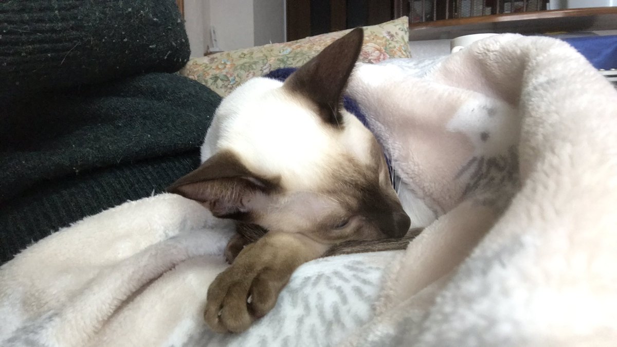 Noah180506's tweet image. みぃーやん
みぃ〜やん
とただ泣いて 
そしてただただ 寝おちました

ねこ語教室 入りたいのですが…
あの"みぃ〜やん”は 何をして欲しかったの？
知りたい
#siamese #catlanguage #猫のいる暮らし