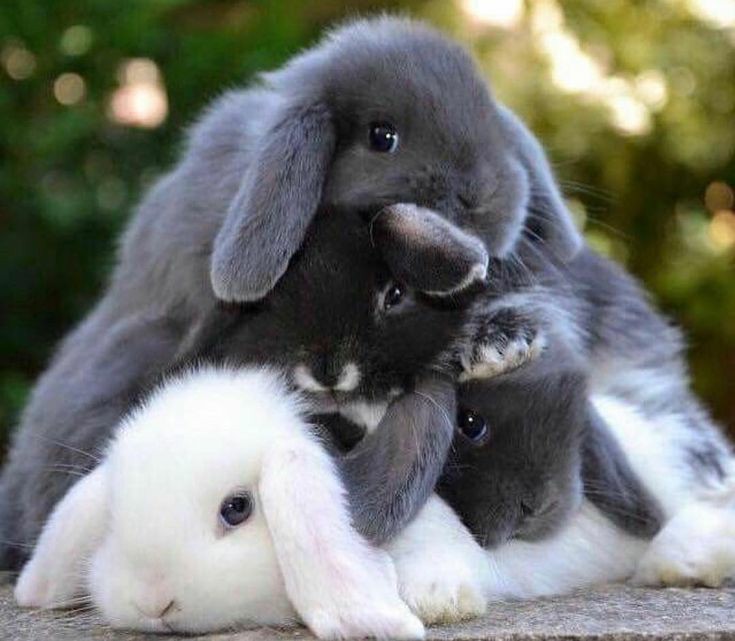 @douyiang No problem, sunbaenim. Anyway, here are your family (bunnies) to accompany you! ㅋㅋ