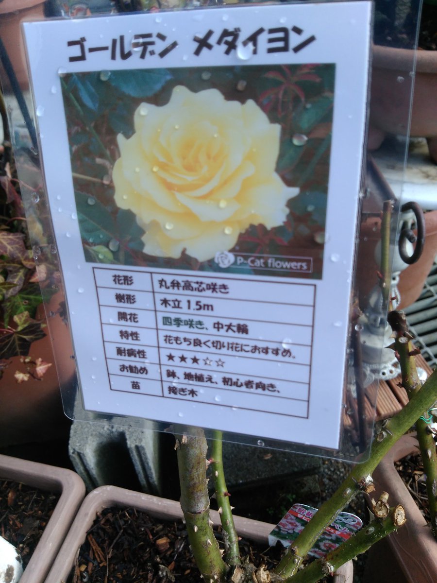 ゴールデンメダイヨン ゴールデンメダイヨン