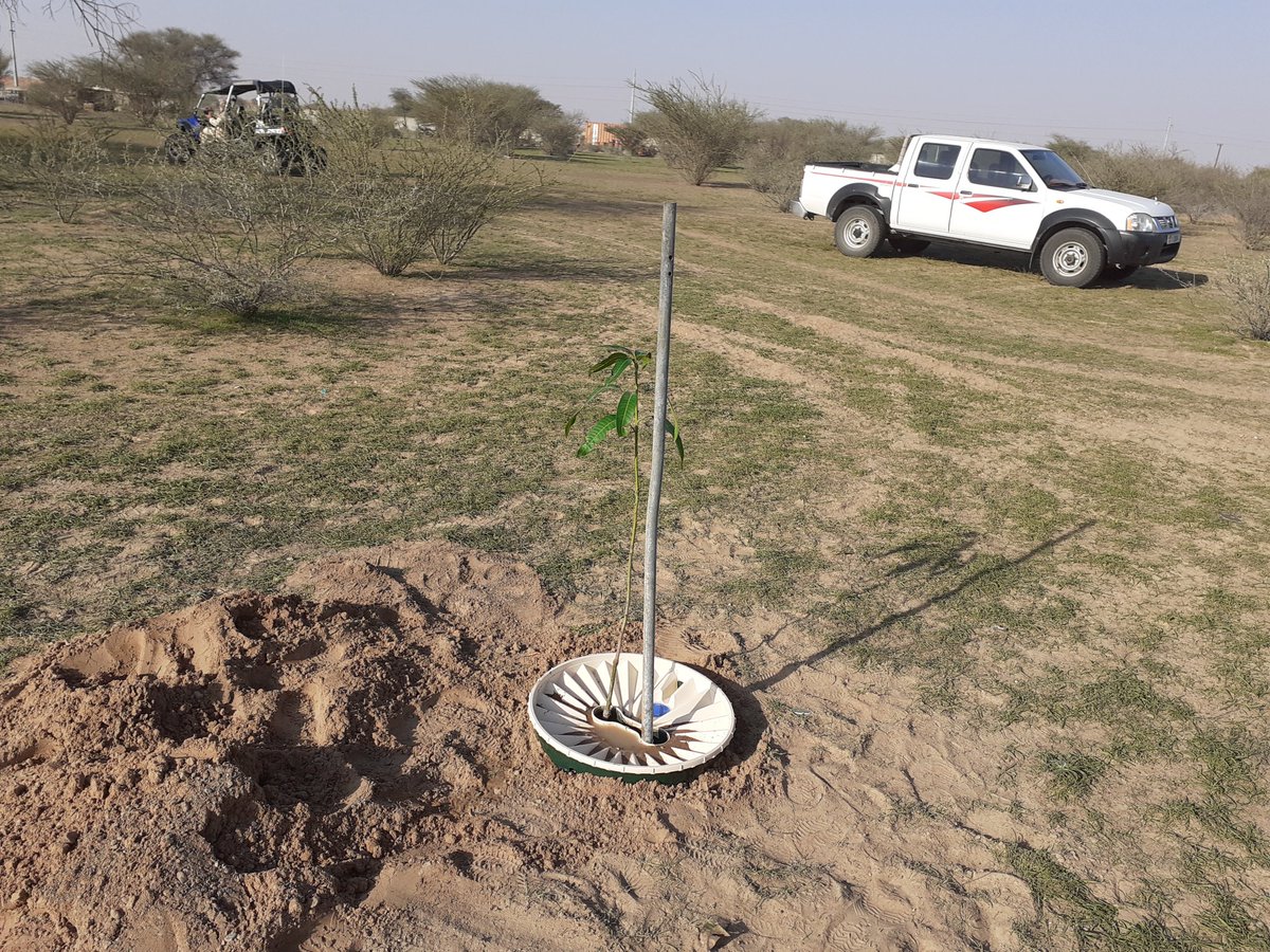 GroasisU's tweet image. Trials with #mangotree in UAE #Falaj #watersaving #groasis #waterboxx
