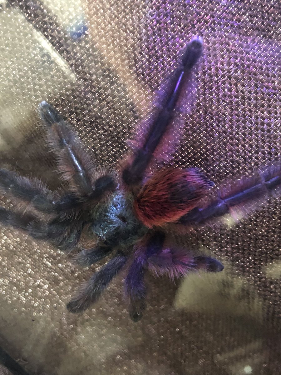 アンティルピンクトゥ Twitter Search Twitter アンティルピンクトゥ Twitter Search Twitter