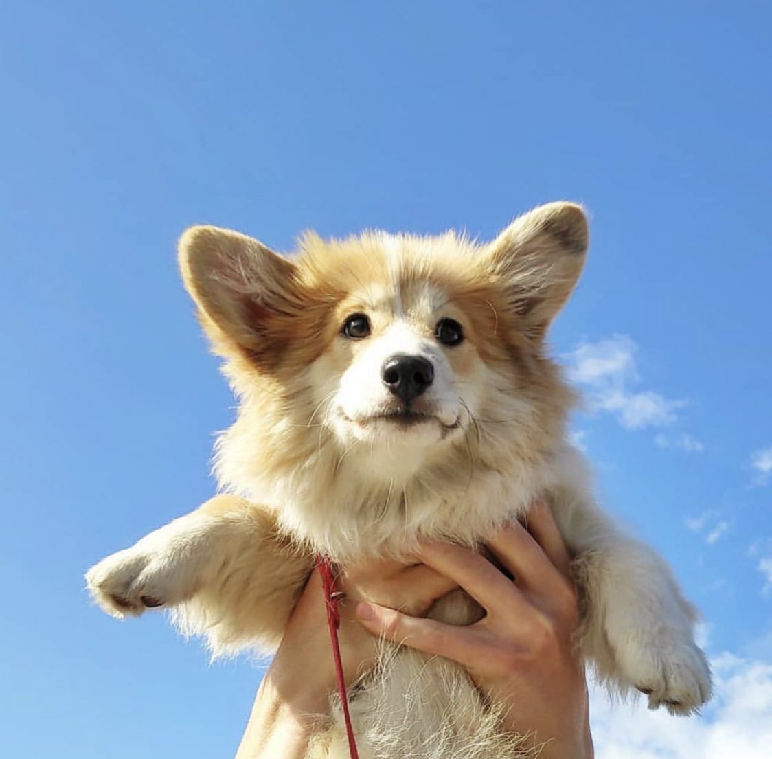 corgioutofc's tweet image. another nice day, another nice corgi