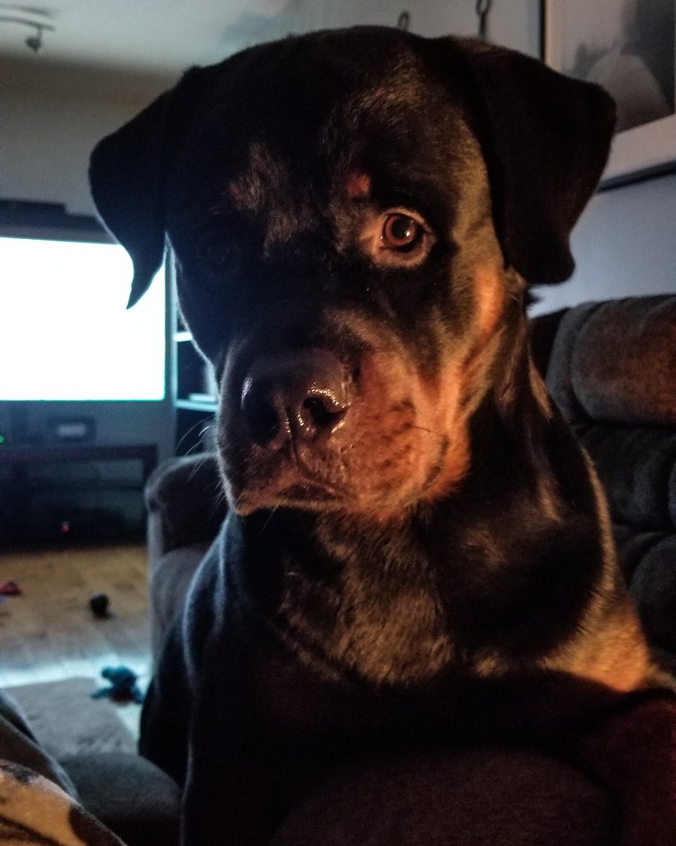 Little_blonde's tweet photo. #9PMRoutine is done and Loki wants to move on the snack portion of the evening.
#gotchips? #rottweiler #mooch #tastetester
Mark Ontario green
@9PMRoutine1
@PascoSheriff
@deannamarsh751 @LincolnwoodPD @Lpdk9Unit @TallyPD @b_smith581 @Lawrence_Police @RCMPNS @RCSD https://t.co/L9G5VYUb2V