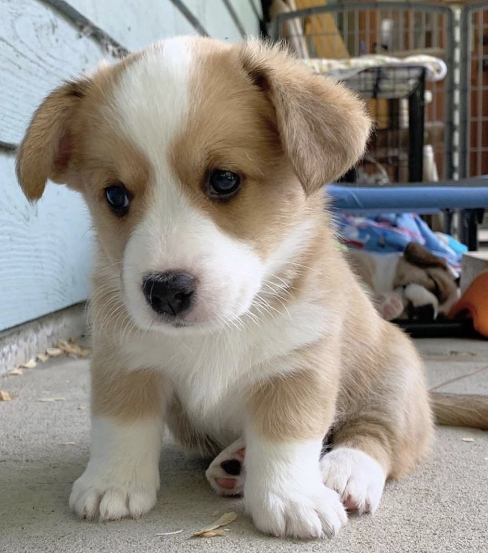 corgioutofc's tweet image. sad dog