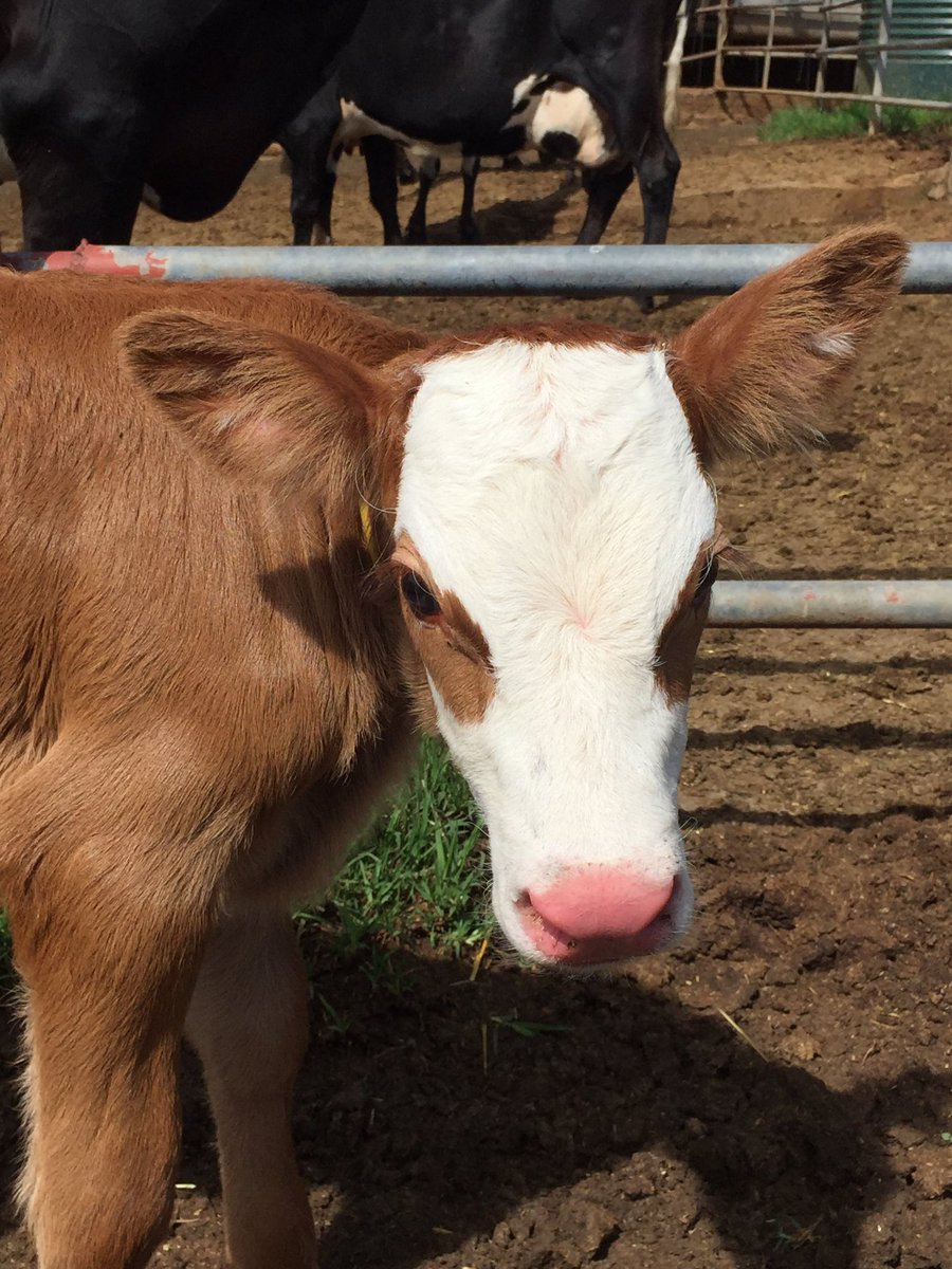Welcome everyone to #Februdairy 🐄🐐🐑

An exciting month showcasing dairy from around the world &amp; sibling industries incl beef from dairy, dairy small ruminants, dairy foods, fabulous dairy people, tech &amp; umpteen calf photos😊