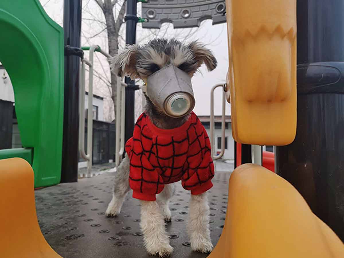 Imagen_Mx's tweet photo. #LoMásVisto | 😷🐶 Por miedo a #coronavirus, chinos comienzan a poner #máscaras a perritos https://t.co/oTwkGh1hEK https://t.co/wtuwYvw0Lt