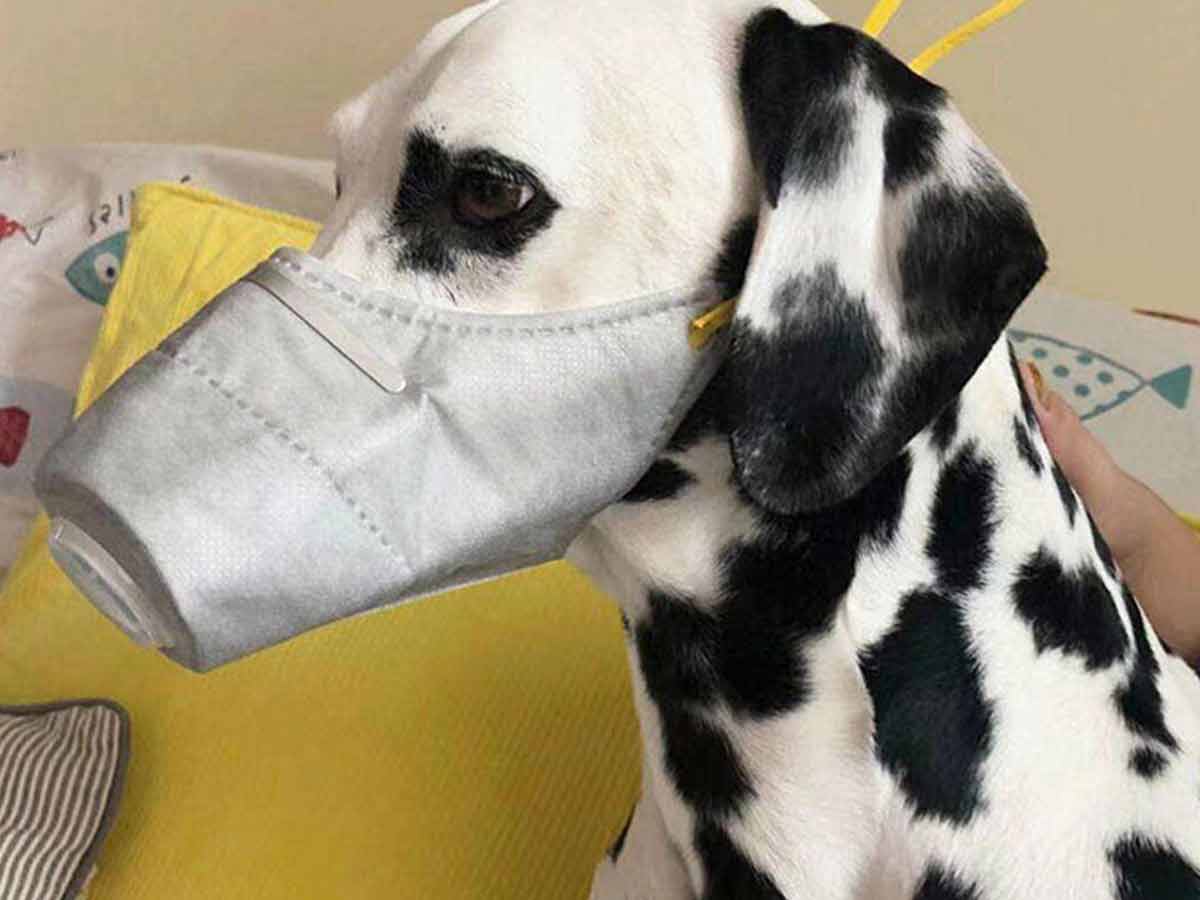 Imagen_Mx's tweet photo. #LoMásVisto | 😷🐶 Por miedo a #coronavirus, chinos comienzan a poner #máscaras a perritos https://t.co/oTwkGh1hEK https://t.co/wtuwYvw0Lt