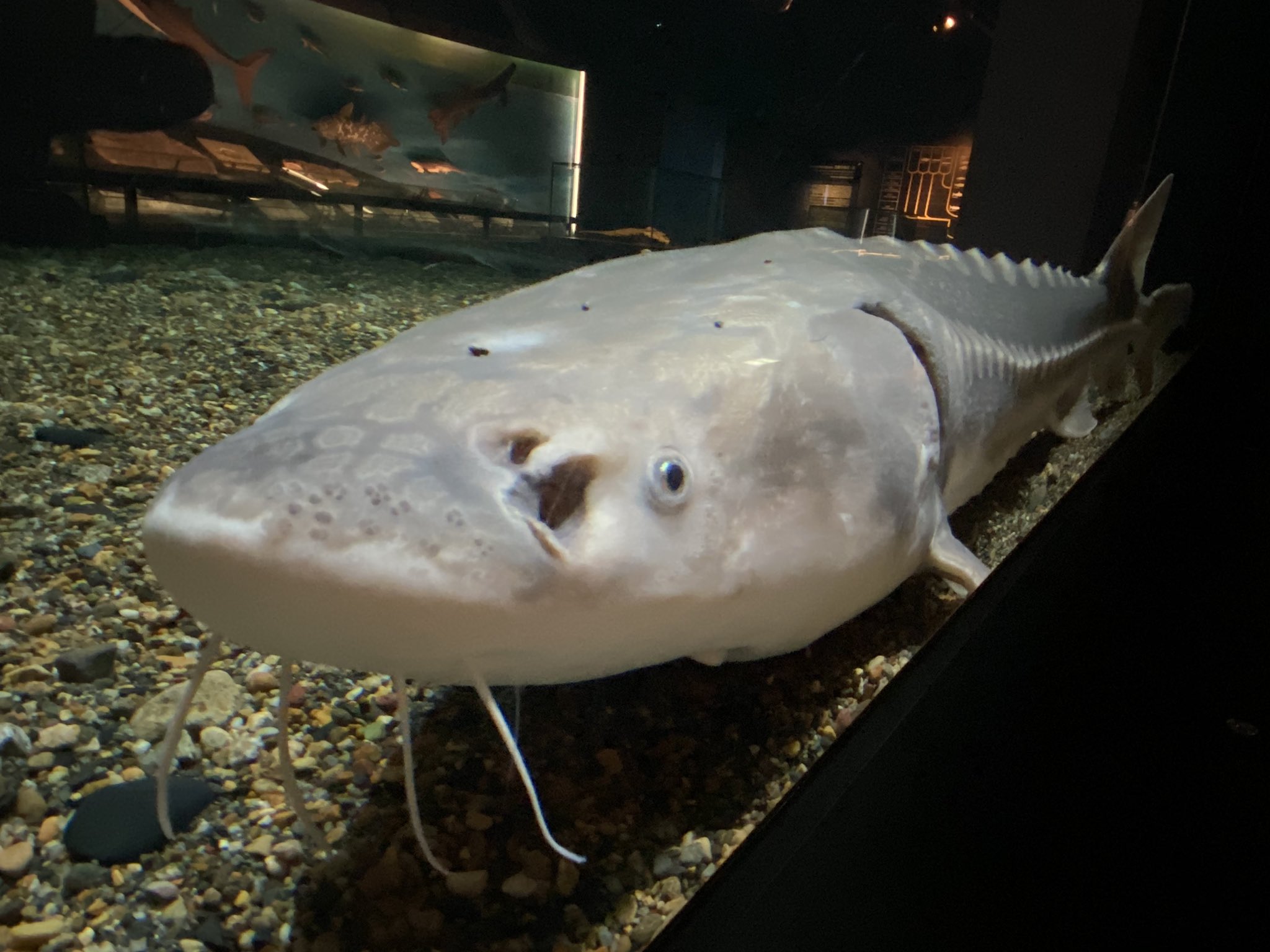 公式】アクアマリンふくしま on X: 