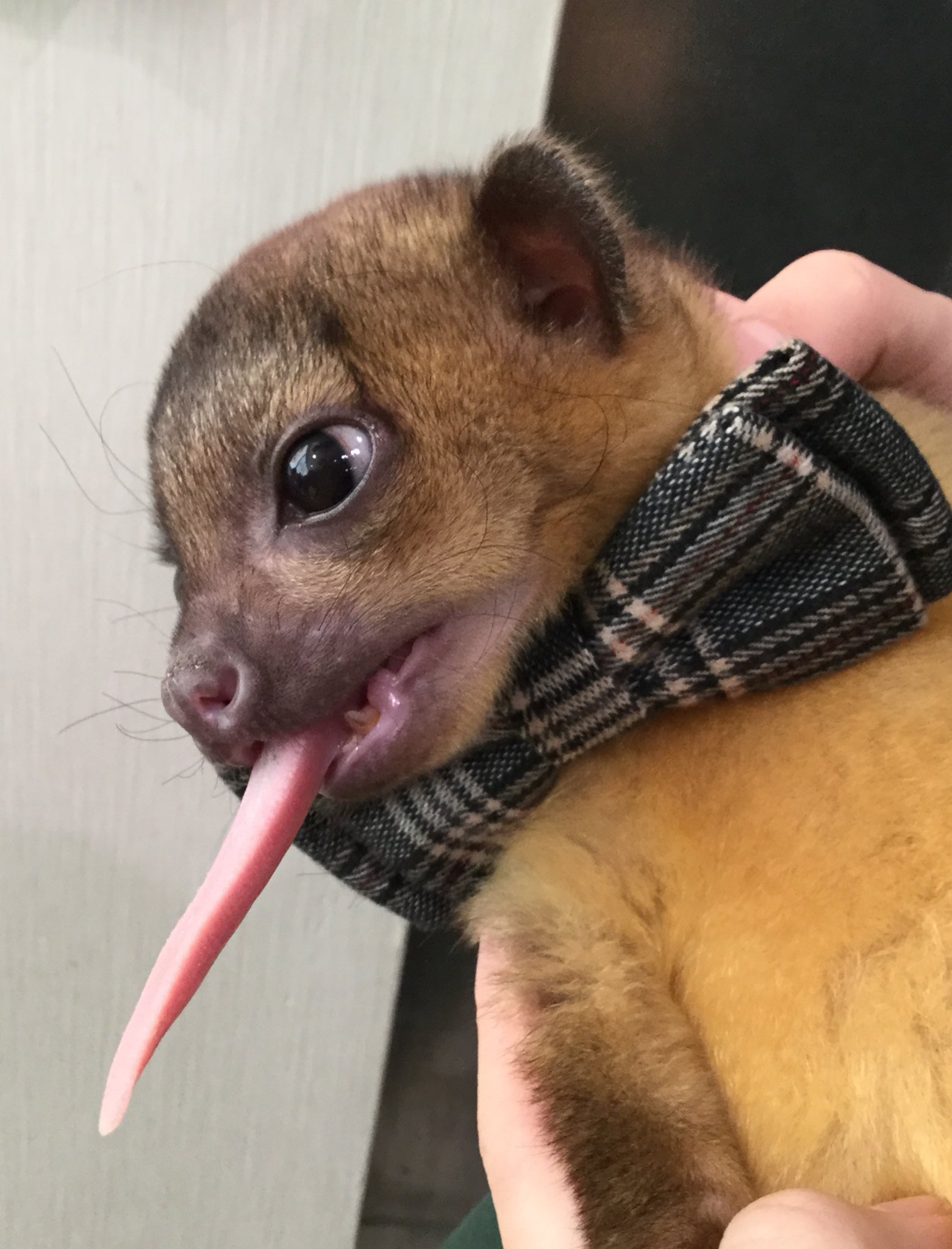 アニマルルームいけもふ 長 いベロであっかんべ 池袋 いけもふ 動物カフェ アニマルカフェ キンカジュー Kinkajou あっかんべー ベロ T Co Sd9ks1jqhd Twitter