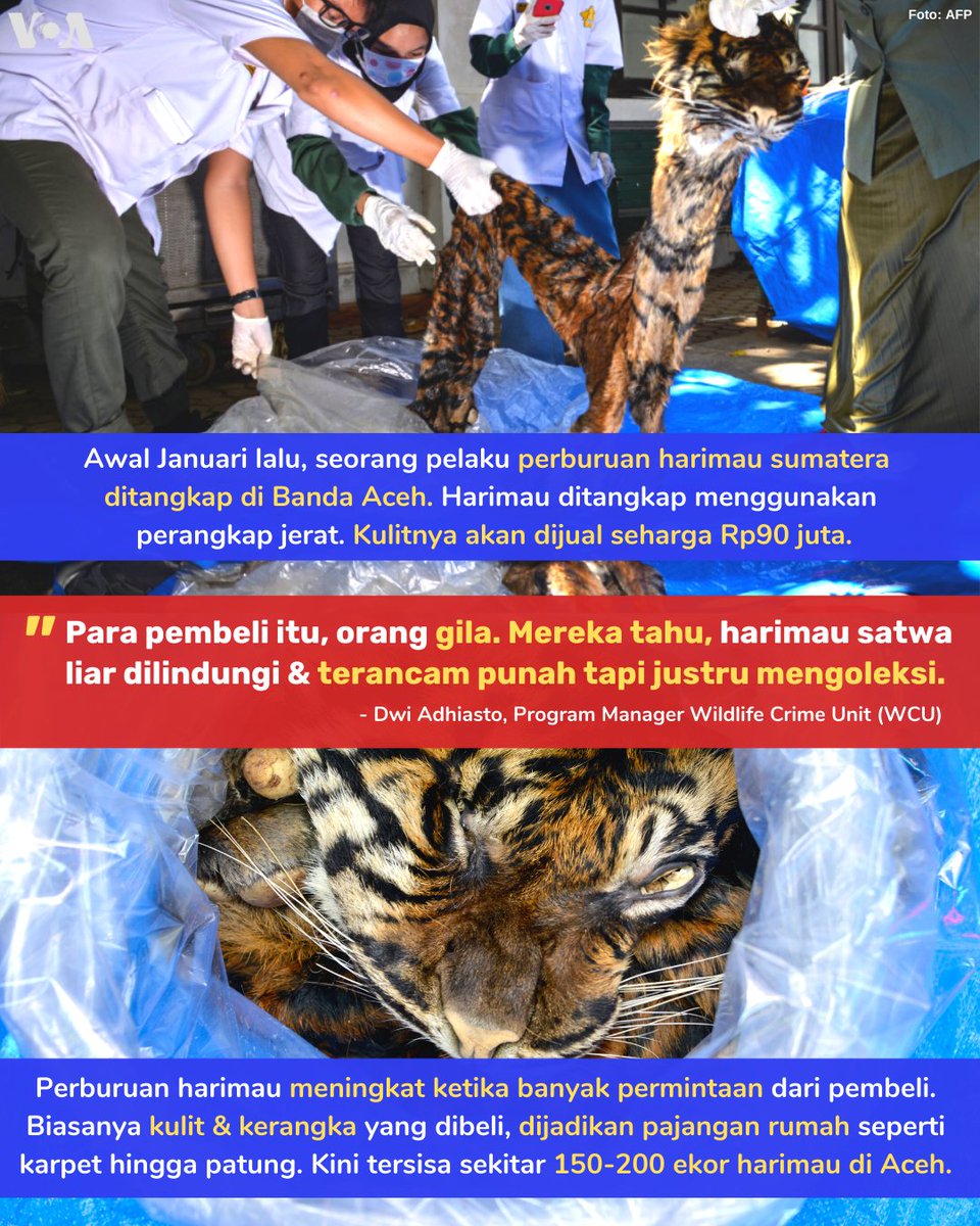 Voa Indonesia On Twitter Palingpopuler Mulai Dari 8000 Koala