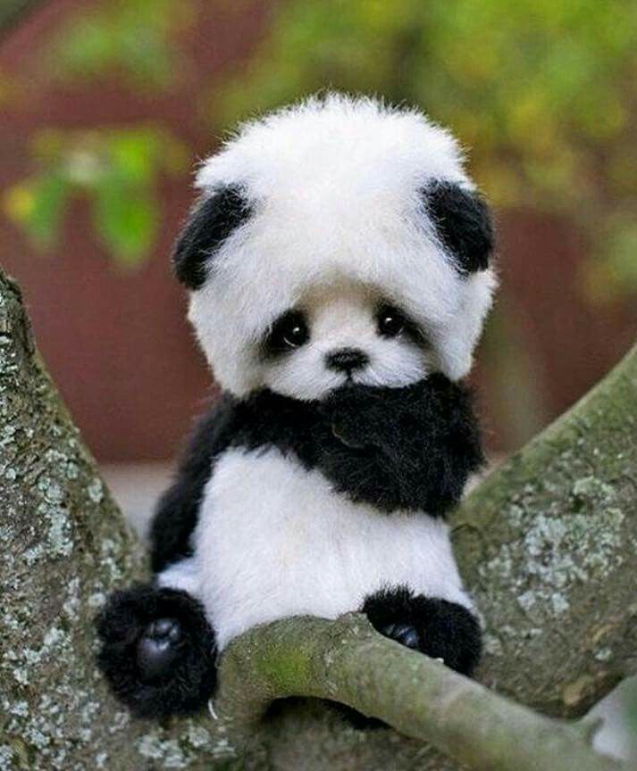 Panda Love on Twitter: \