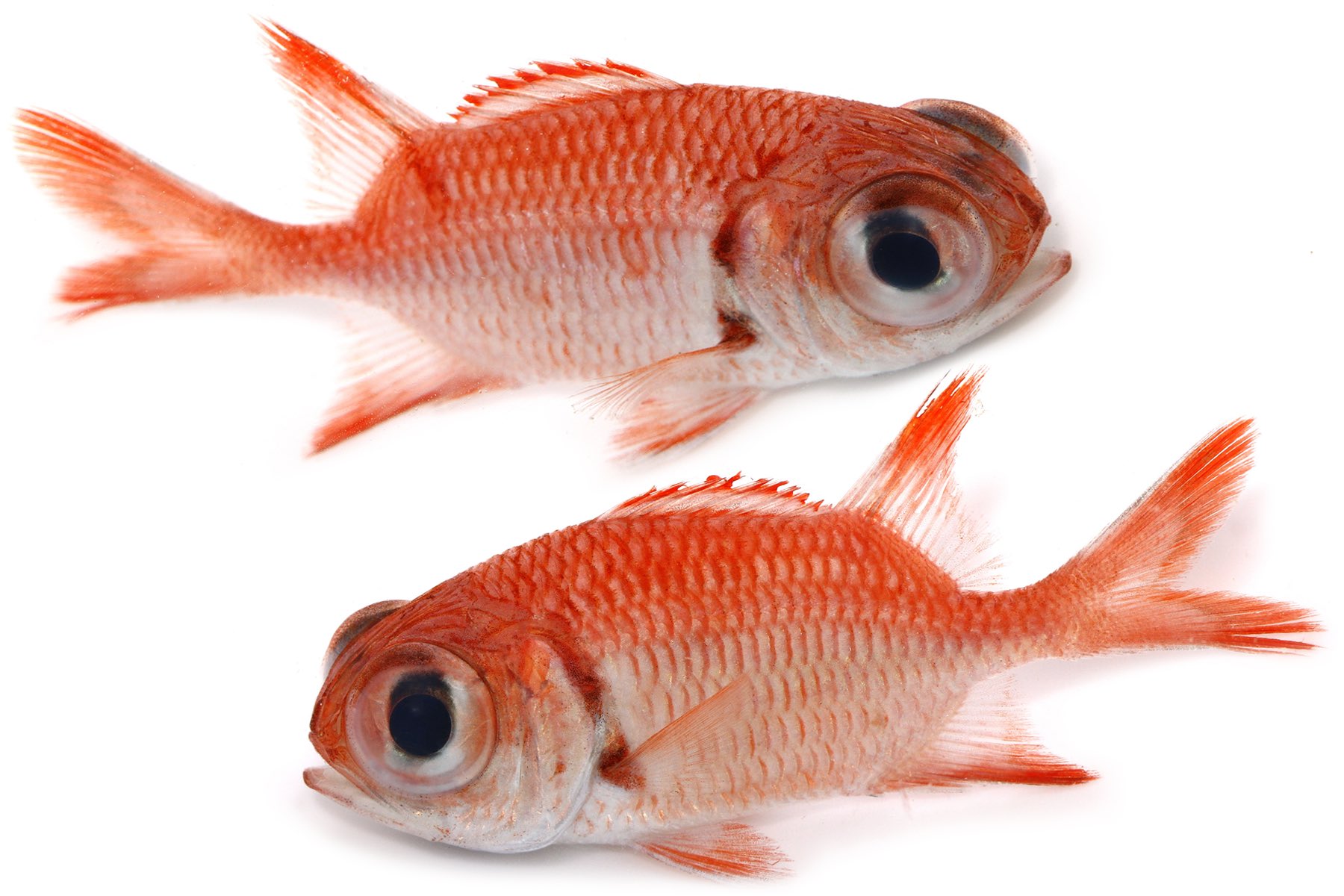 تويتر ゆうじ على تويتر 沖縄夜磯で採集したやたら目の大きい赤い魚 金魚もしくはアカマツカサの仲間 あるいは金魚注意報のぎょぴちゃんの可能性もある 懐かしい T Co Udhsmem9cw