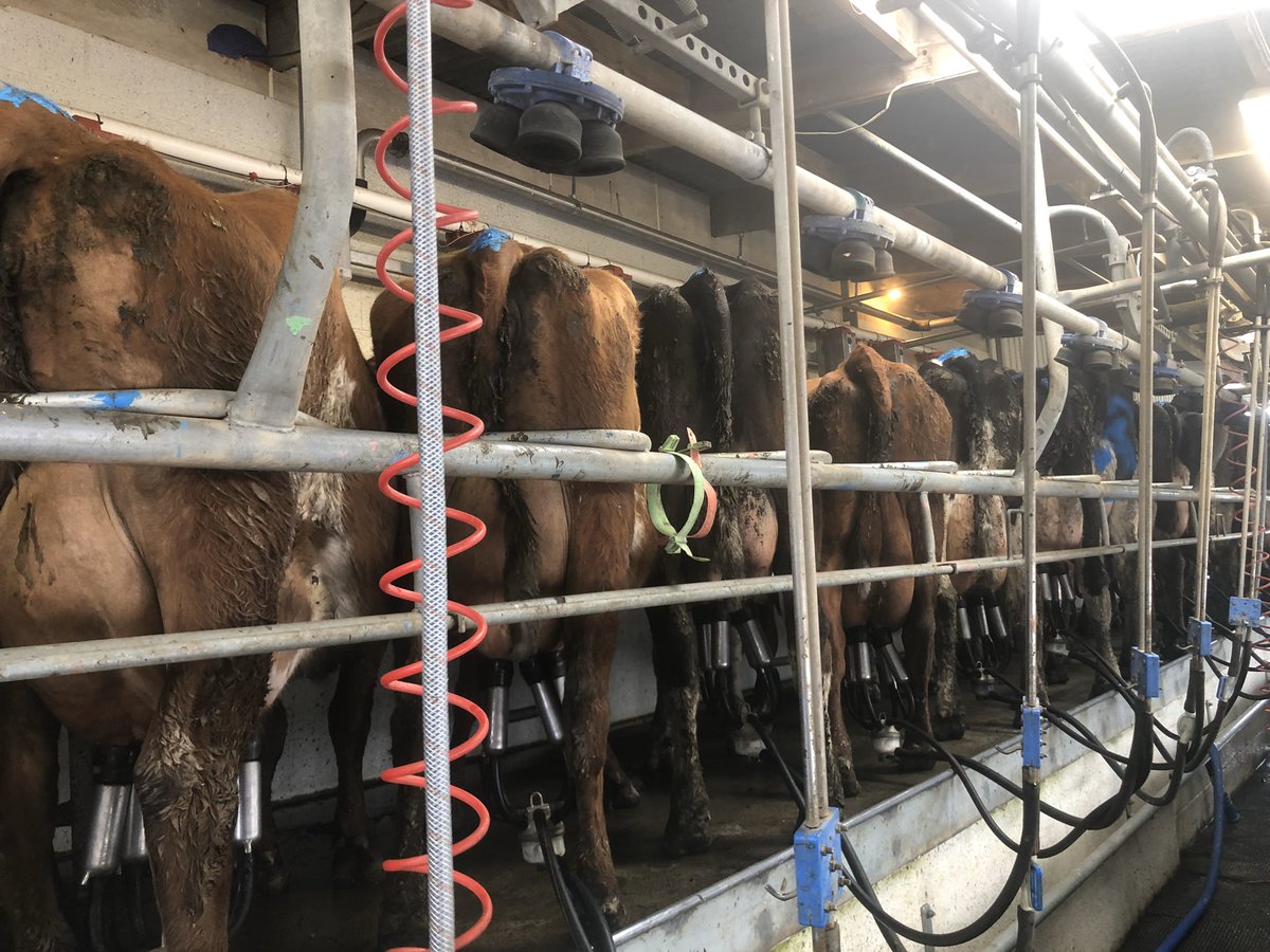 Hey farmers just a reminder that there is 29 days in #Februdairy so that’s an extra milk solids u can claim! I’m just putting a pic in there to remind myself what cows FULL udders look like unlike what they currently looking like now