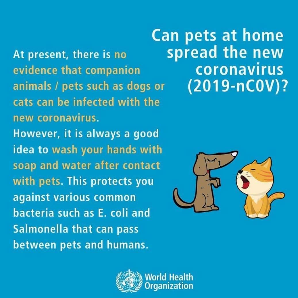 awaisvet's tweet photo. Pets are safe so far !! https://t.co/4L5EbjRQES